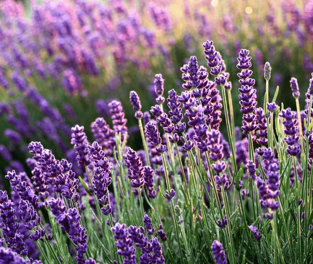Lavender 