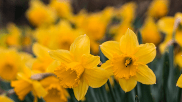Daffodil Candle 